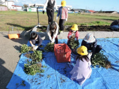 落花生堀り⑤