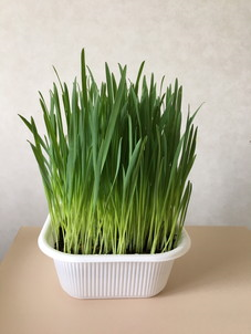 猫草1ケ300円
