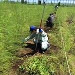 アスパラの草取り作業